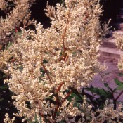Persicaria polymorpha – Fleurs